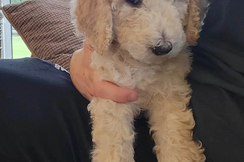 Poodle