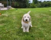 Poodle