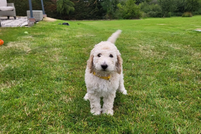 Poodle
