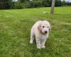 Poodle