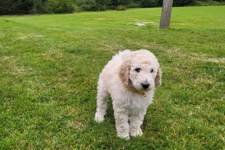 Poodle