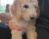 Poodle