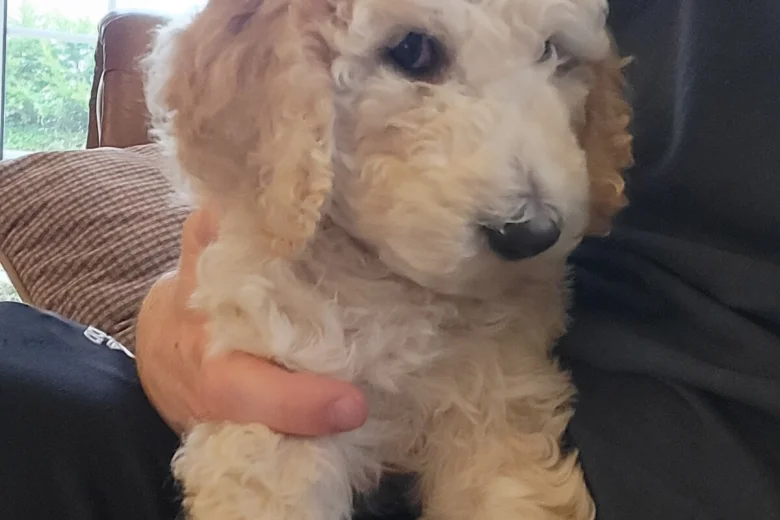 Poodle