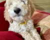 Poodle