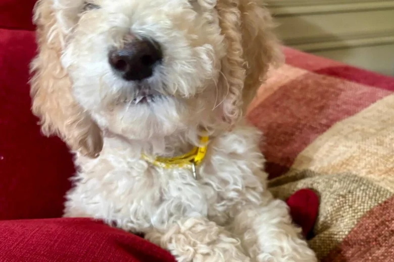 Poodle