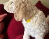 Poodle