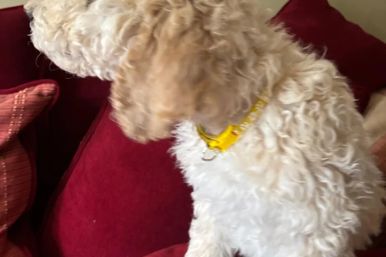 Poodle