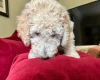 Poodle