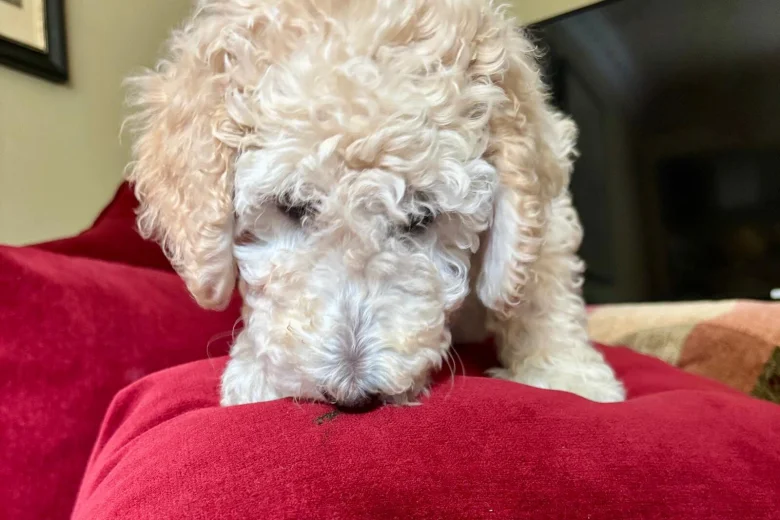 Poodle