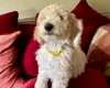 Poodle