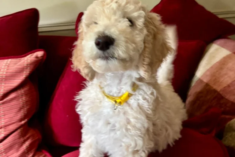 Poodle
