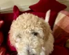 Poodle