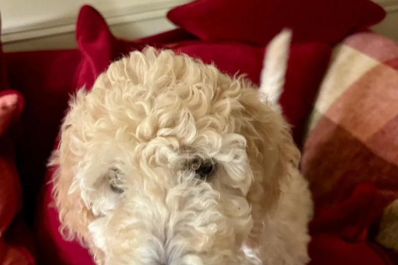 Poodle
