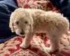 Poodle