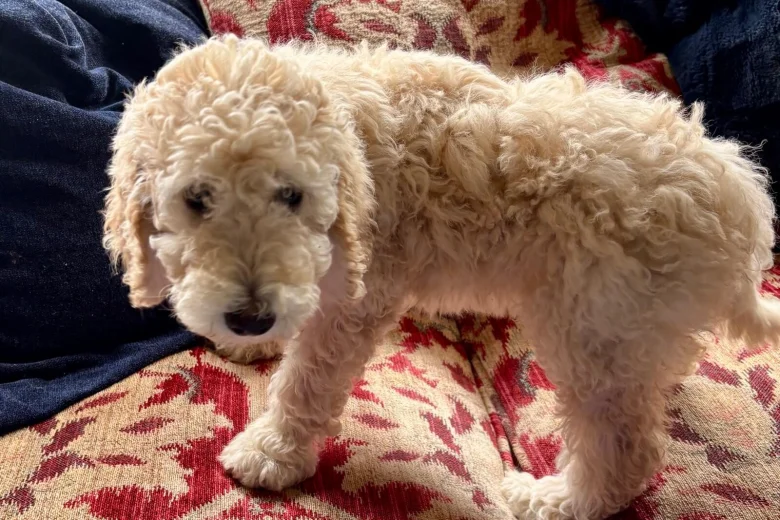 Poodle