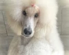 Poodle