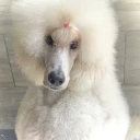 Poodle