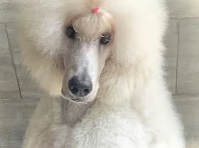 Poodle