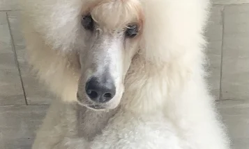 Poodle