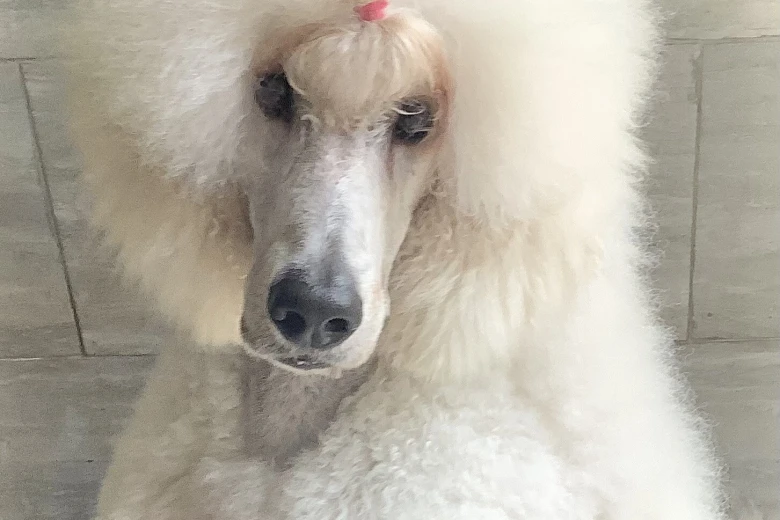 Poodle