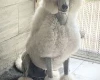 Poodle