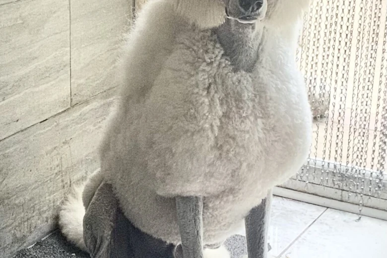 Poodle