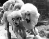 Poodle
