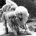 Poodle