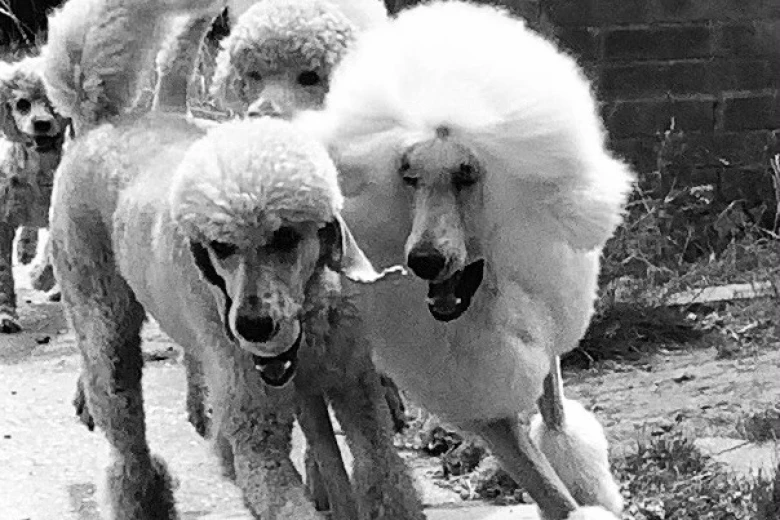 Poodle