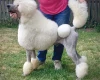 Poodle