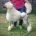 Poodle