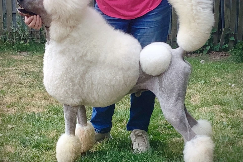 Poodle