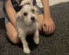 Poochon