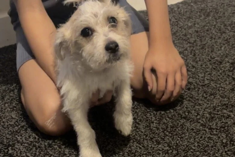 Poochon