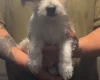 Poochon