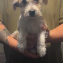Poochon