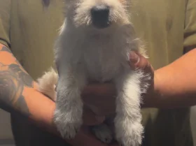 Poochon