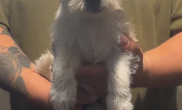 Poochon
