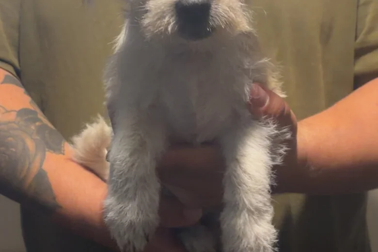 Poochon
