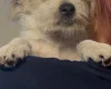 Poochon