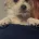 Poochon