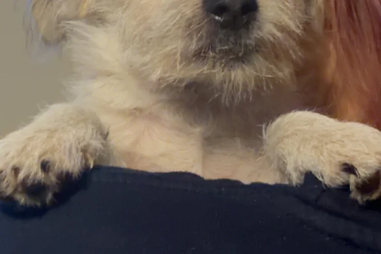 Poochon