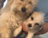 Poochon