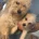 Poochon