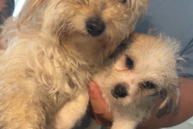 Poochon