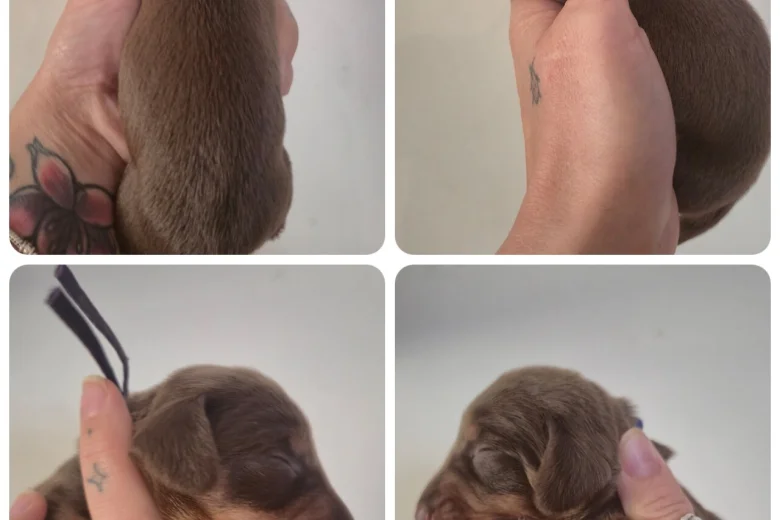 Dachshund (Miniature Smooth Haired)