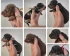 Dachshund (Miniature Smooth Haired)