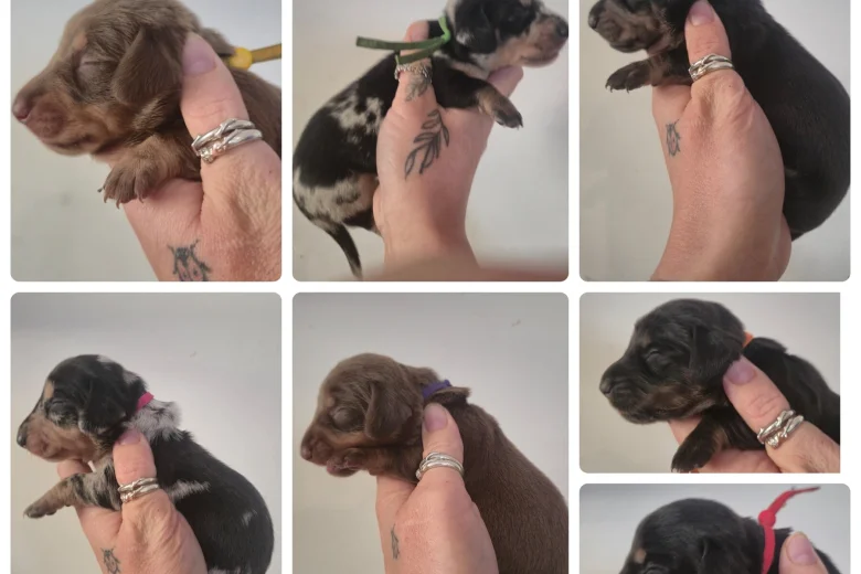 Dachshund (Miniature Smooth Haired)