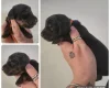 Dachshund (Miniature Smooth Haired)