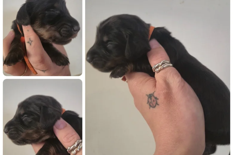 Dachshund (Miniature Smooth Haired)